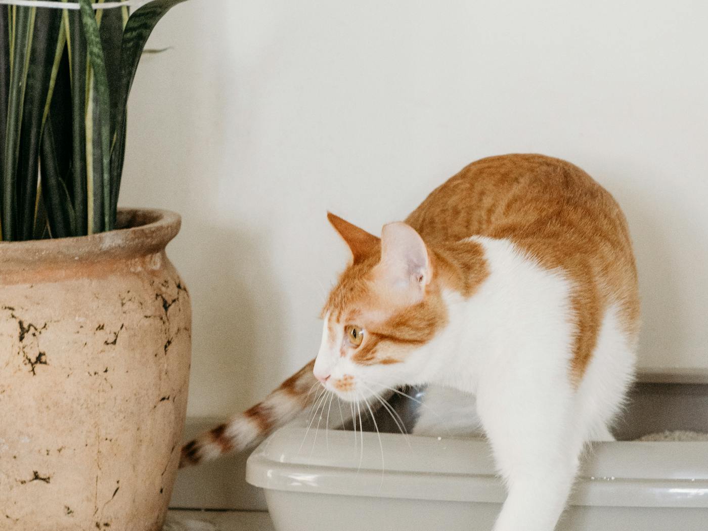 An orange and white cat stepping out of a litter box in a cozy home setting.