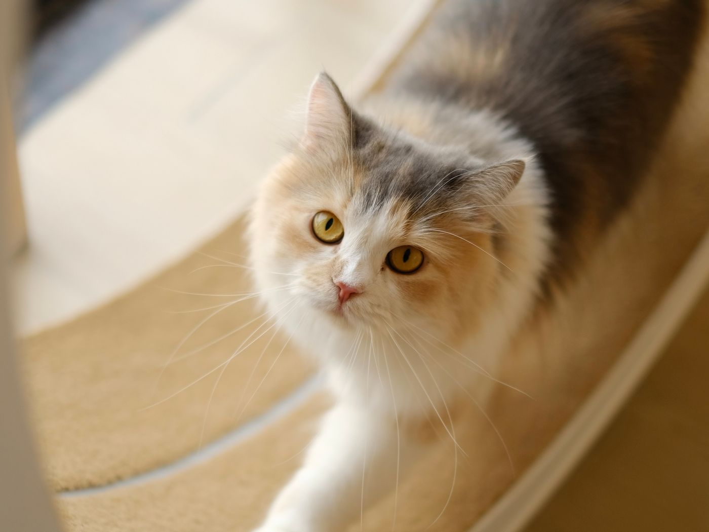A fluffy cat playing on an indoor scratching post.
