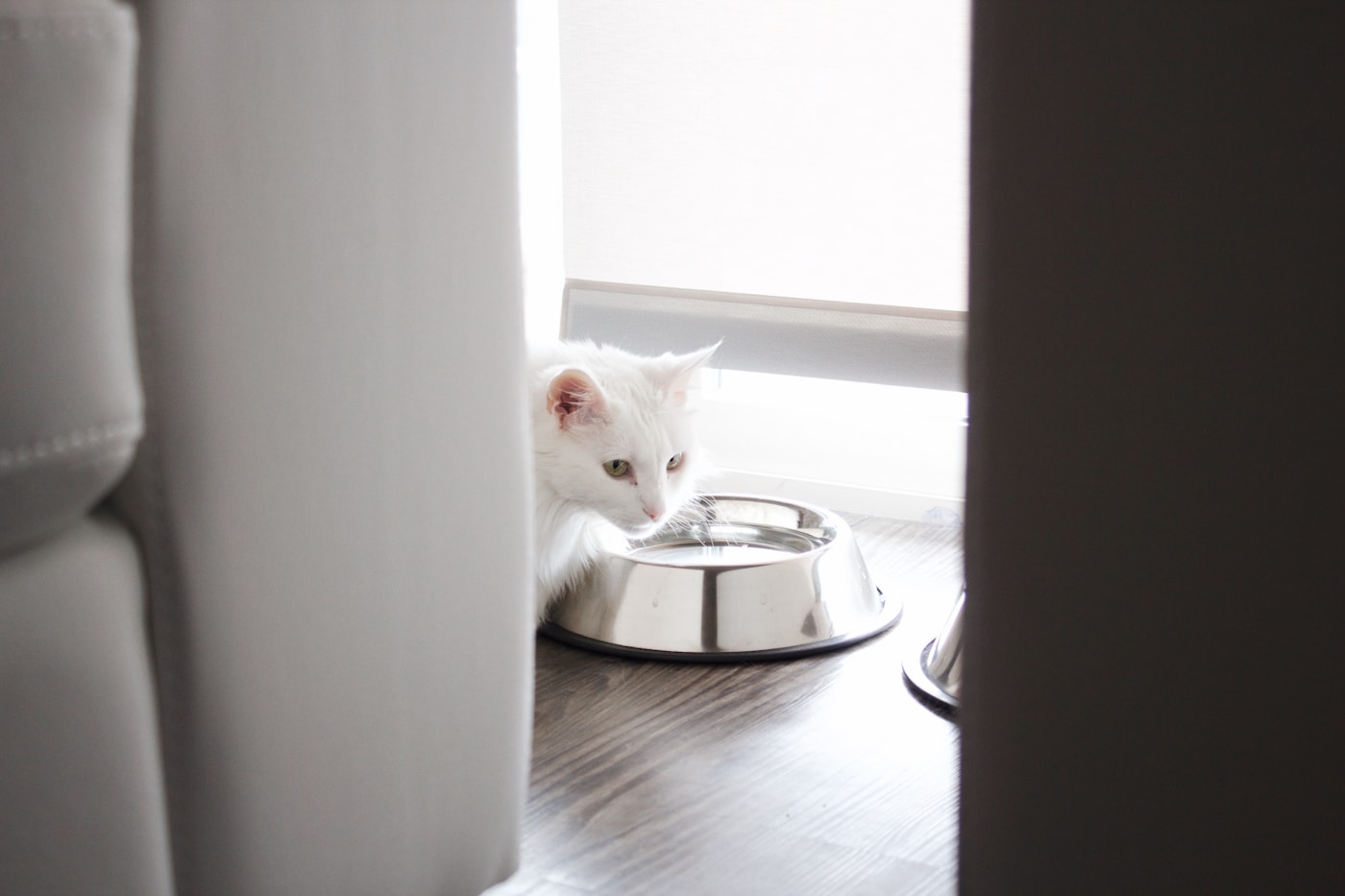 A white cat drinking from a stainless steel bowl near a bright window.