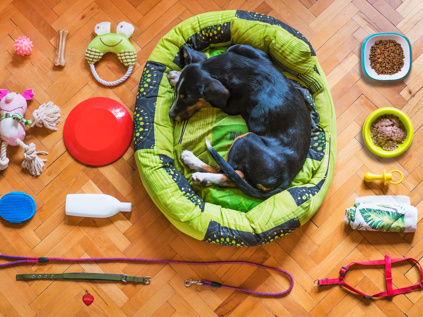 A dog resting in a pet bed surrounded by toys, bowls, leash, and home care accessories.