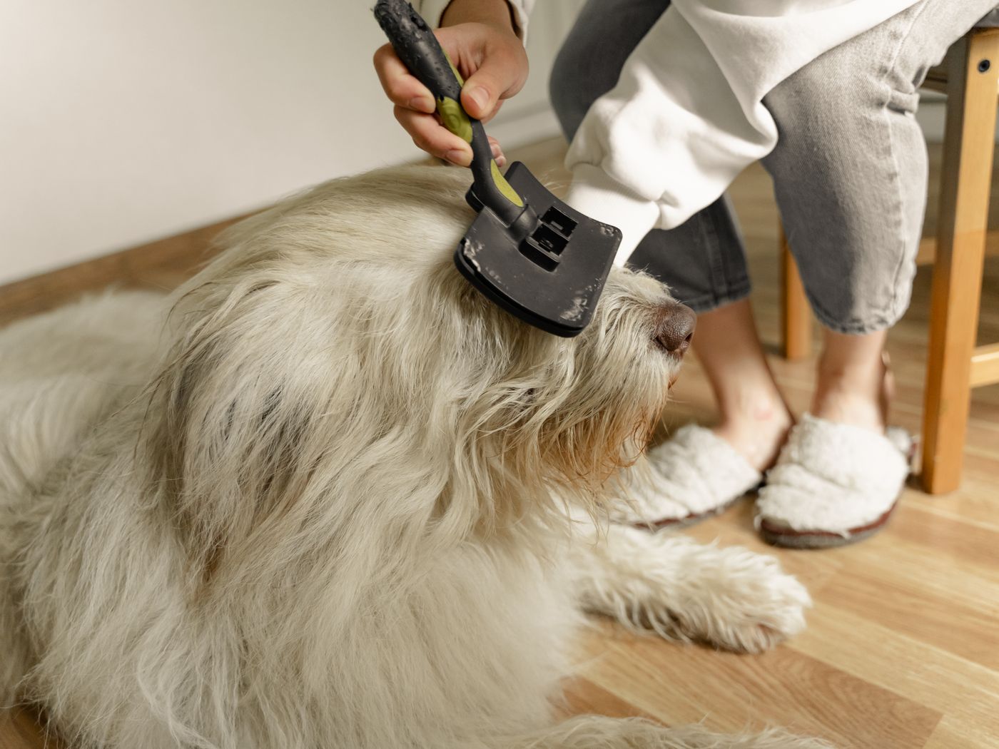 A calm fluffy dog being brushed indoors during routine grooming.