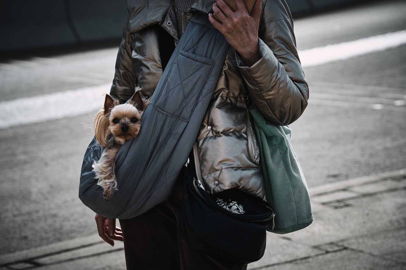 A small dog peeking out from a wearable travel carrier.