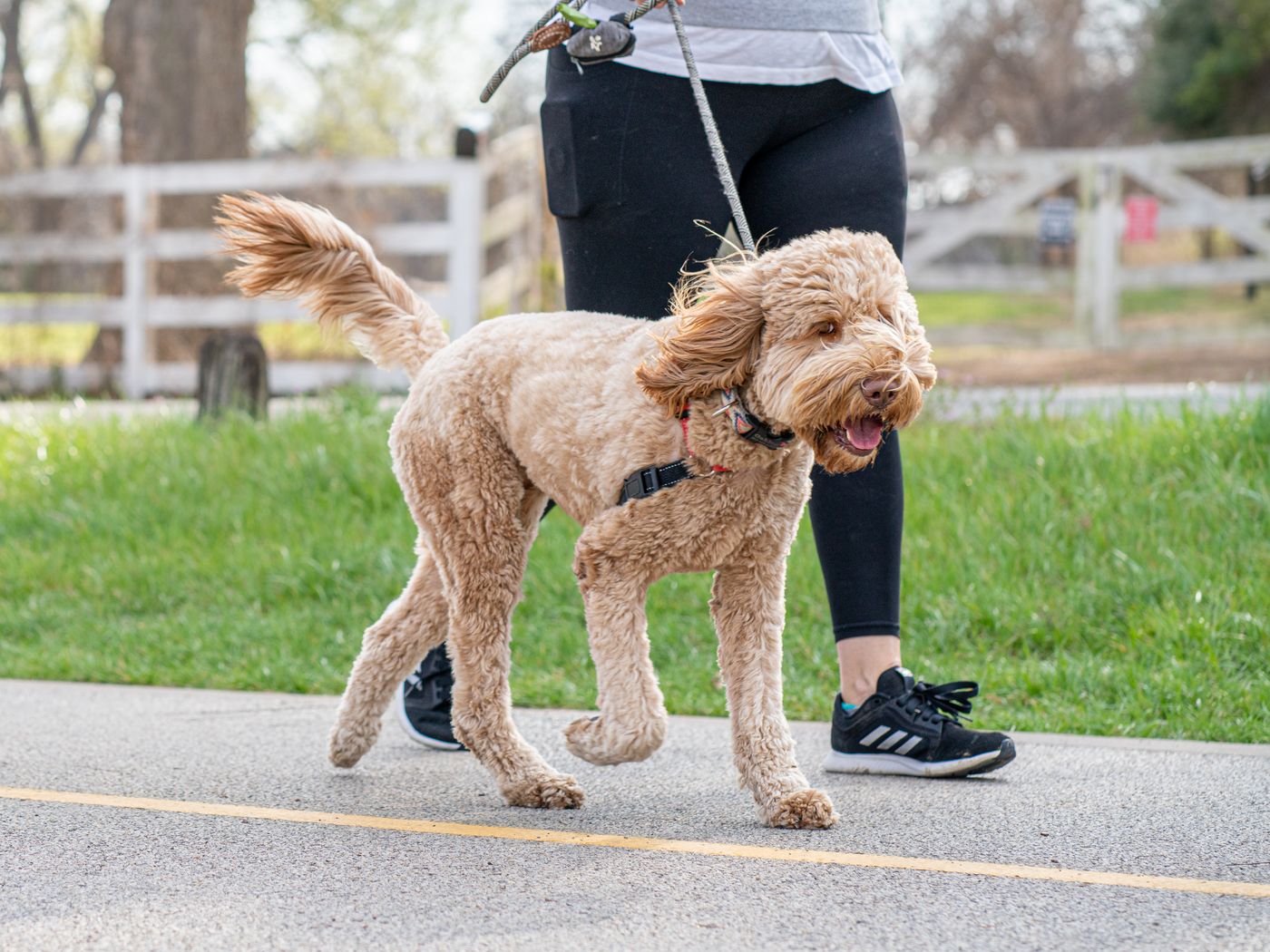 A cheerful dog walking on leash with its owner outdoors.