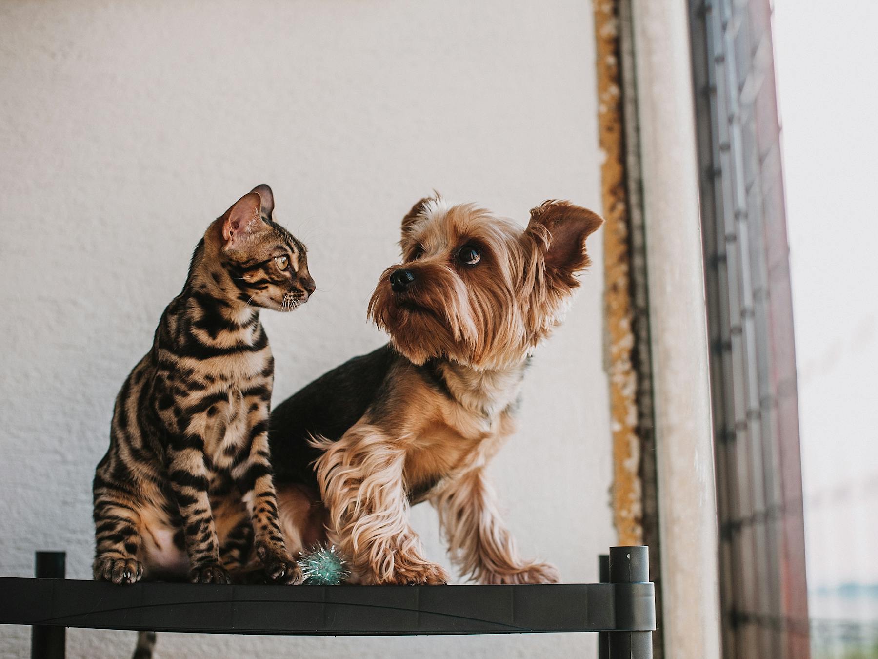 A small dog and Bengal cat sitting together by a bright window.